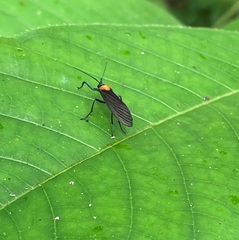 Apistosia judas