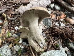 Craterellus foetidus