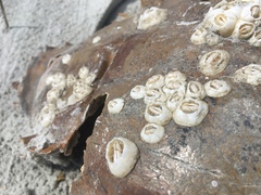 Chelonibia testudinaria