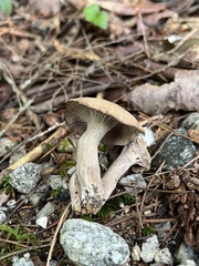 Craterellus foetidus