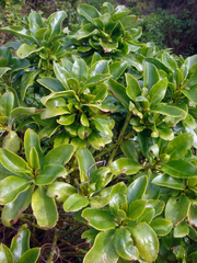 Myoporum semotum