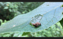 Wagneriana
