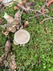 Entoloma infula