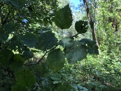 Crataegus holmesiana