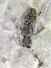 Trichoferus holosericeus