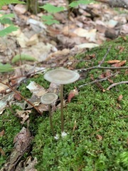 Entoloma infula