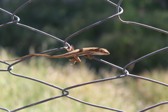 Anolis quercorum