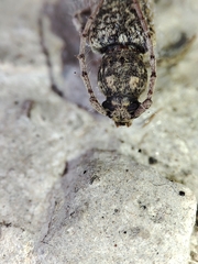 Trichoferus holosericeus