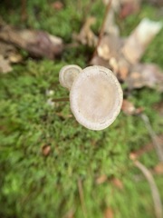 Entoloma infula