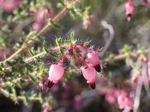 Image of Eyelash Heath (Erica aneimena) by (c) Ren Hoekstra, some rights reserved (CC BY)