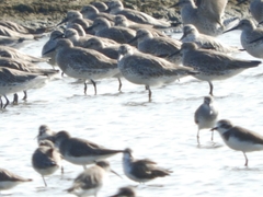 Calidris tenuirostris