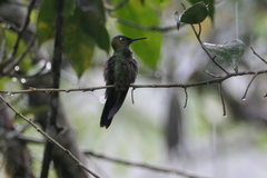 Heliodoxa leadbeateri