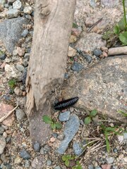 Necrophila americana