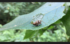 Wagneriana