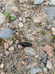 Necrophila americana