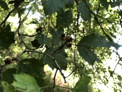 Crataegus holmesiana