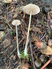 Entoloma infula