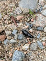 Necrophila americana