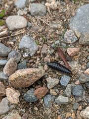 Necrophila americana
