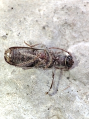 Trichoferus holosericeus