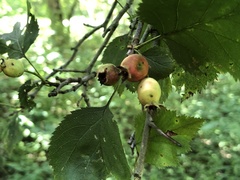 Crataegus holmesiana