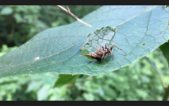 Wagneriana