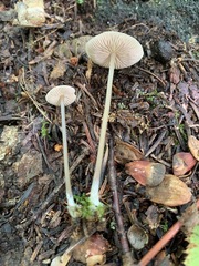 Entoloma infula