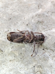 Trichoferus holosericeus