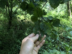 Crataegus holmesiana