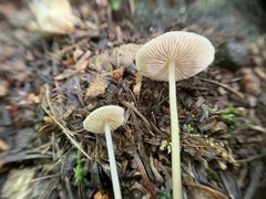 Entoloma infula