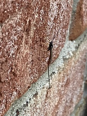 Dolichomitus irritator