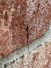 Dolichomitus irritator