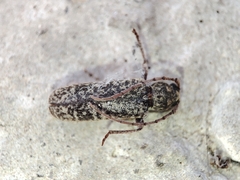 Trichoferus holosericeus