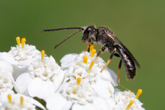 Lasioglossum