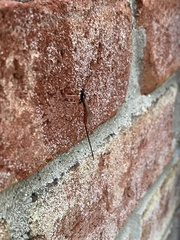 Dolichomitus irritator