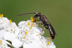 Lasioglossum