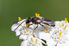 Lasioglossum