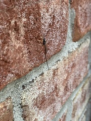 Dolichomitus irritator