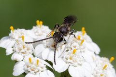 Lasioglossum