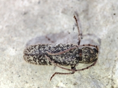 Trichoferus holosericeus