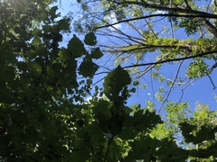 Crataegus holmesiana