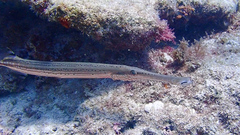 Aulostomus maculatus