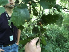 Crataegus holmesiana