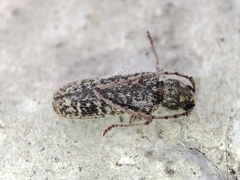 Trichoferus holosericeus
