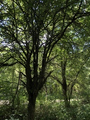 Crataegus holmesiana