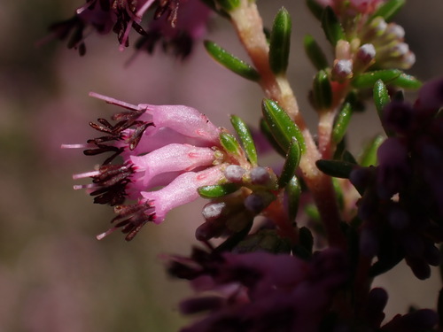 Image of Erica uberiflora by (c) Ren Hoekstra, some rights reserved (CC BY)