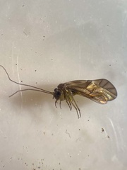 Psococerastis gibbosa