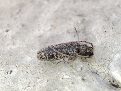 Trichoferus holosericeus