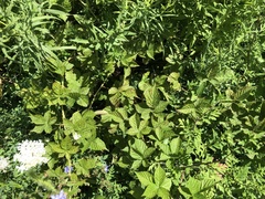 Rubus pennus