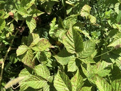 Rubus pennus